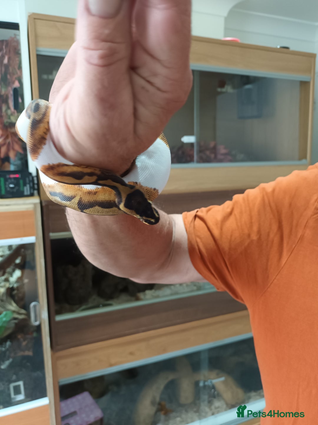 Python Snake reptiles for sale: Ball Python and vivarium - Image 6