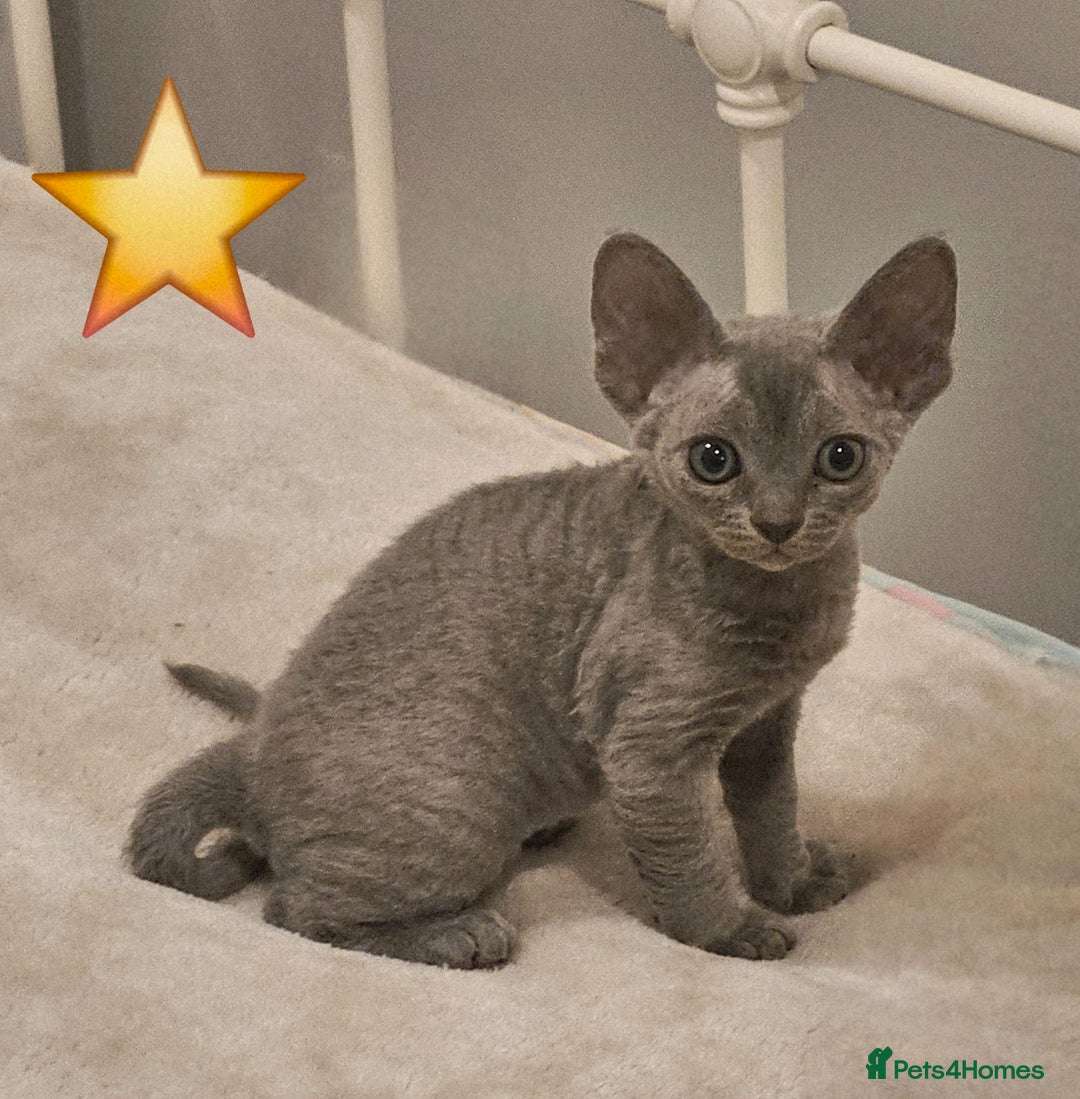 Devon Rex cats for sale: Dashing Devons - Advert 1