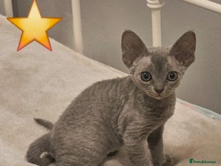Devon Rex cats Dashing Devons - Advert 1