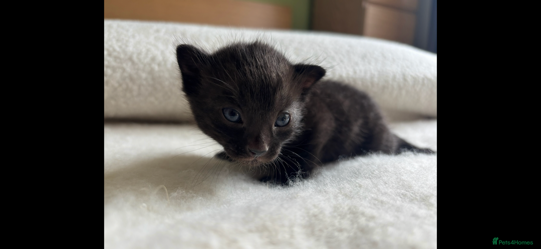 Bengal cats for sale: 4 Rare Tica Registered Bengal Kittens - Image 8