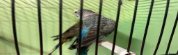 Budgerigars birds for sale: Black wing split to bf/bw pair - Advert 4