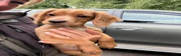 Cocker Spaniel dogs for sale: Fullyhealth tested red male working cocker spaniel in Kinross - Advert 16