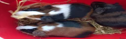 Guinea Pig rodents for sale: Baby guinea pigs males  - Advert 5