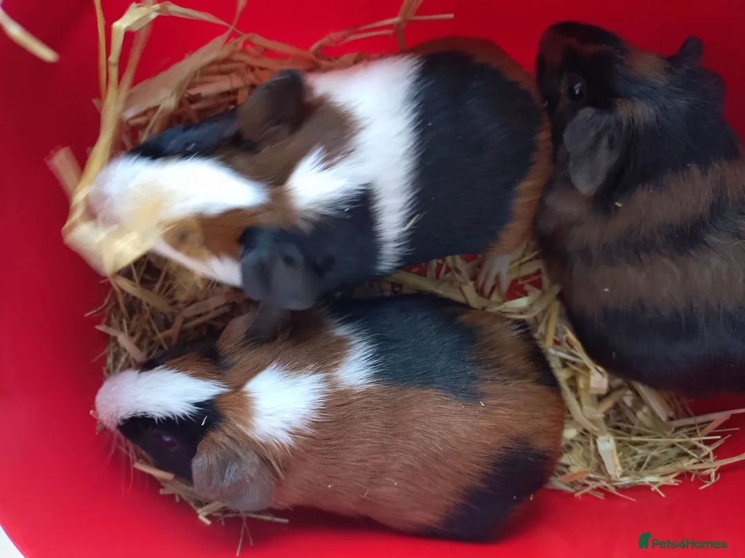 Guinea Pig rodents for sale: Baby guinea pigs males  - Advert 5