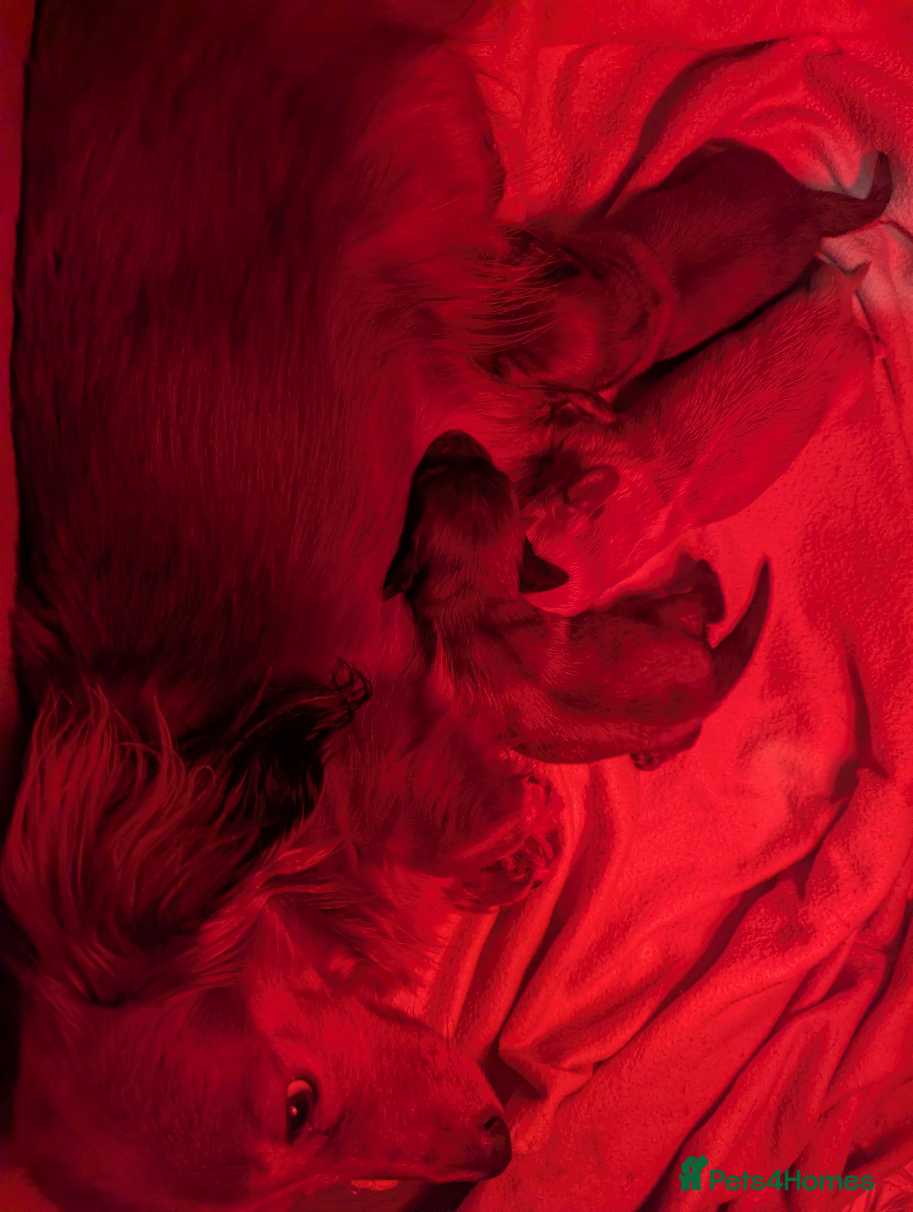 Miniature Dachshund dogs Long haired miniature dachshunds  - Advert 1