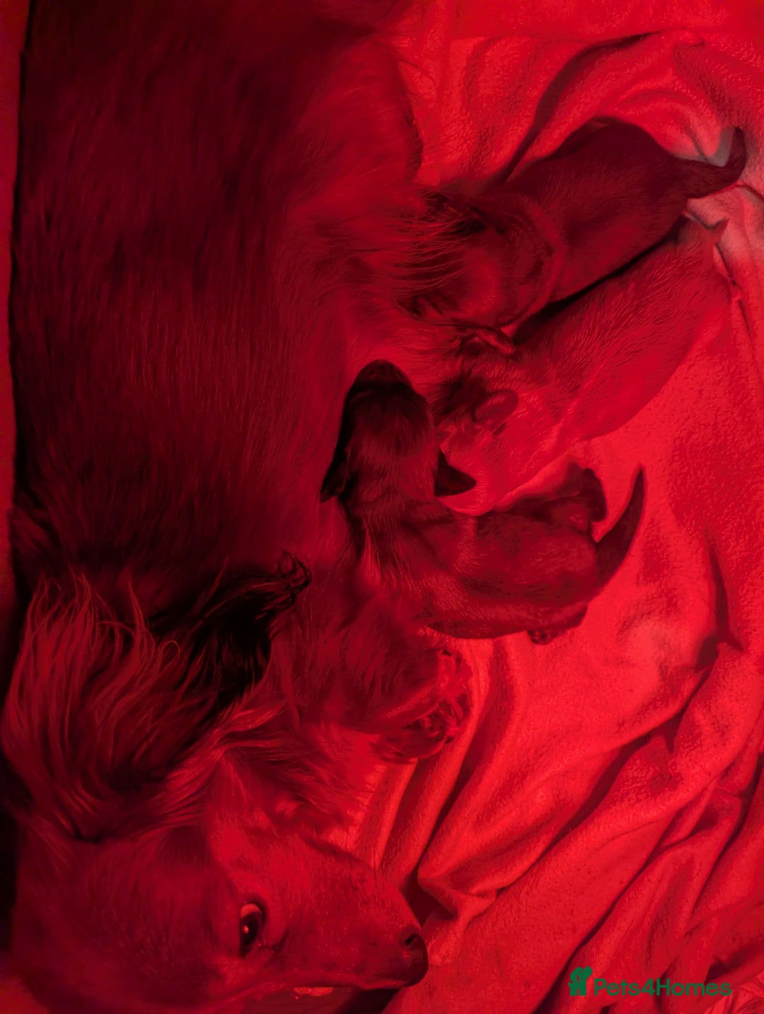 Miniature Dachshund dogs for sale: Long haired miniature dachshunds  - Advert 1