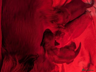 Miniature Dachshund dogs Long haired miniature dachshunds - Advert 11