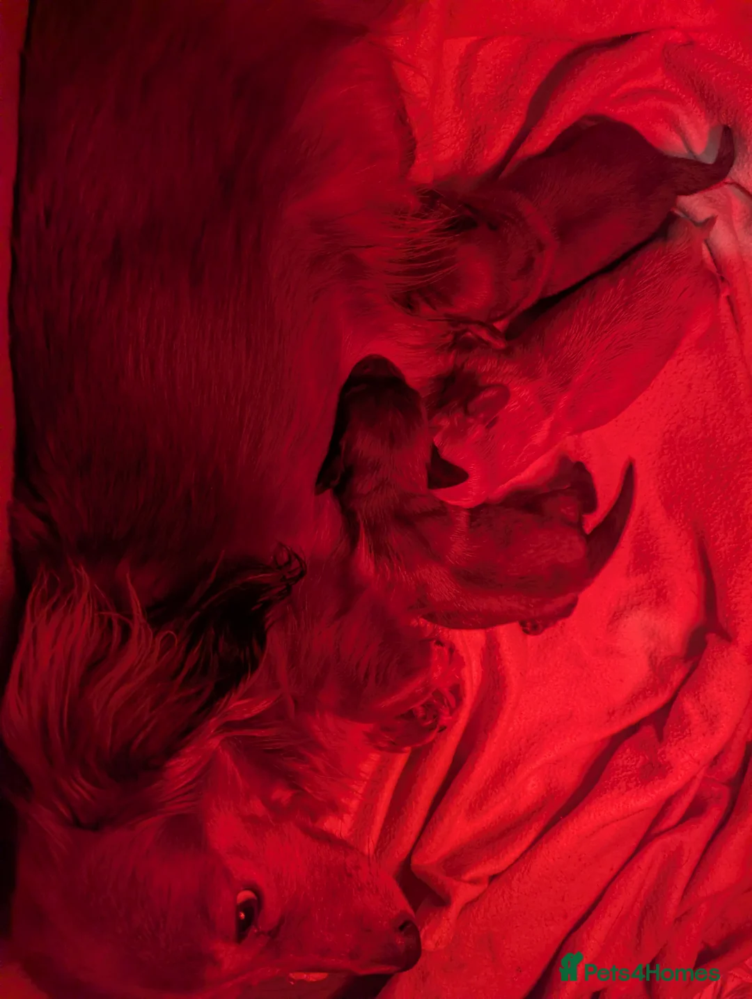 Miniature Dachshund dogs for sale: Last 2 available Long haired miniature dachshunds  - Advert 3