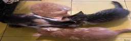 Mixed Breed cats for sale: Gorgeous Kittens Ready Now - Advert 8