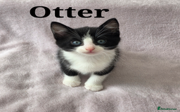Domestic Shorthair cats for sale: domesticated shorthair kittens - Image 5