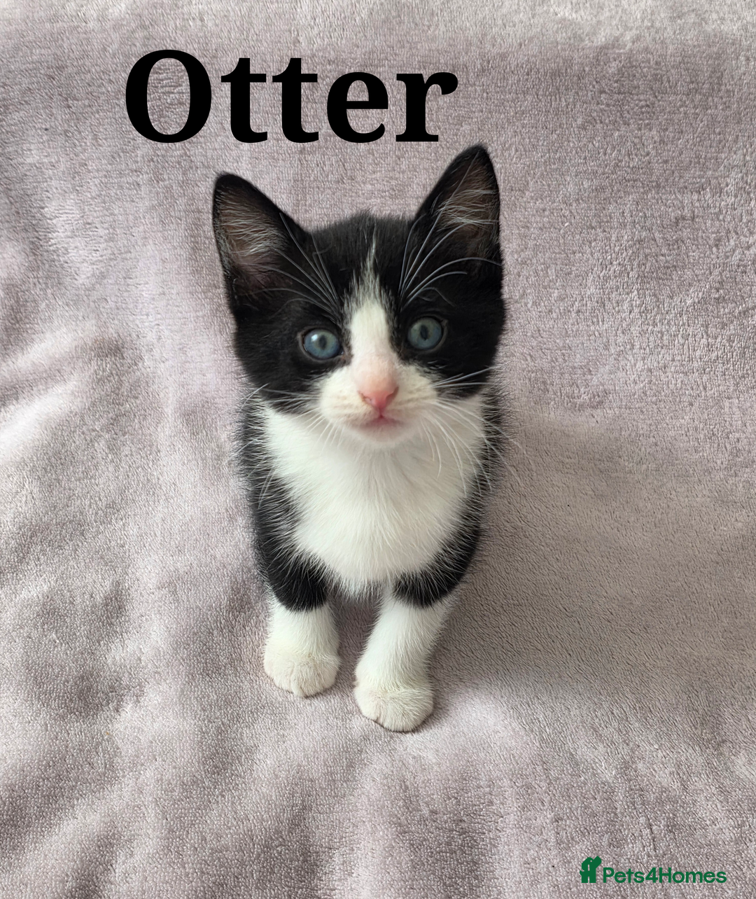 Domestic Shorthair cats for sale: domesticated shorthair kittens - Image 5