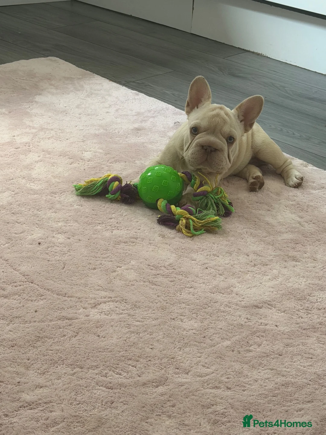French Bulldog dogs for sale: Platinum rope female French bulldog  in Nuneaton - Advert 2