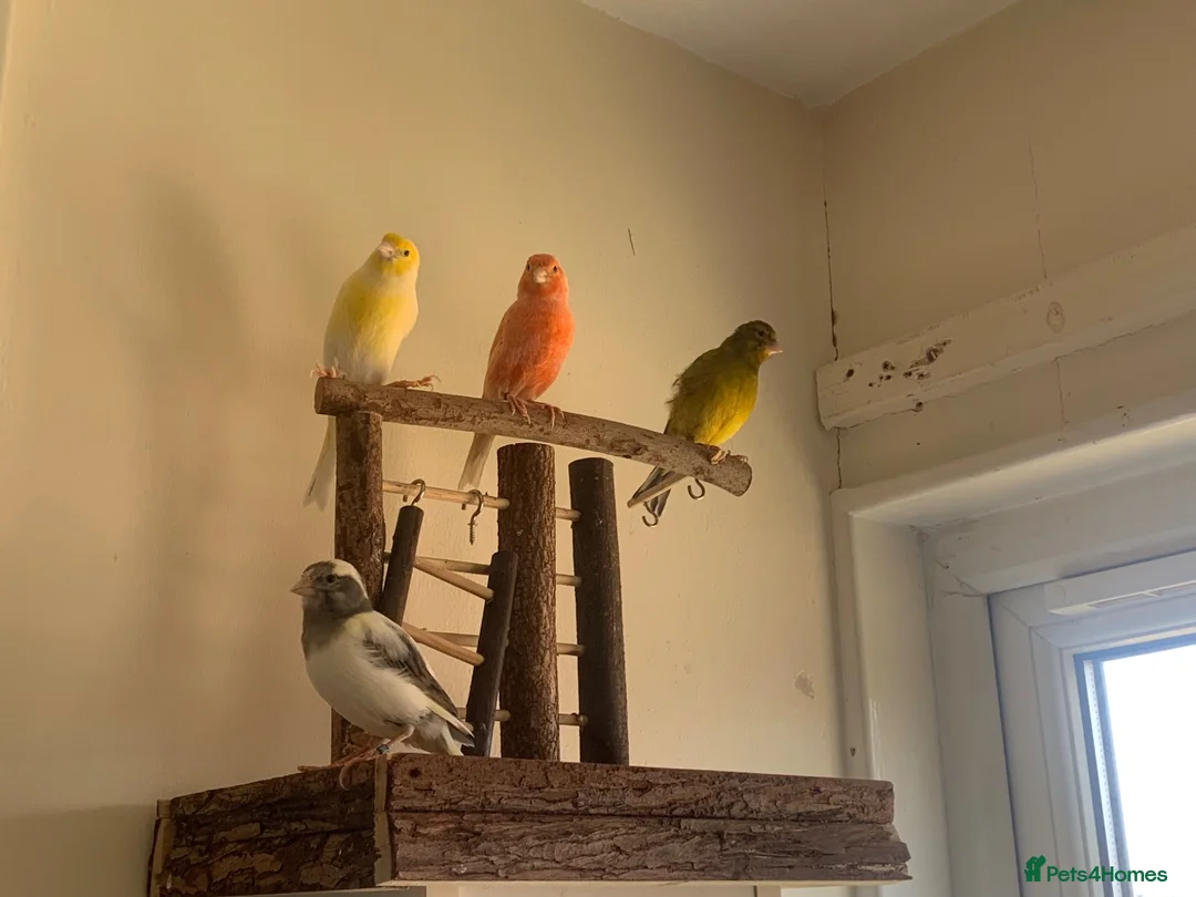 Budgerigars birds for sale: Budgies and canaries  in Hoddesdon - Advert 2