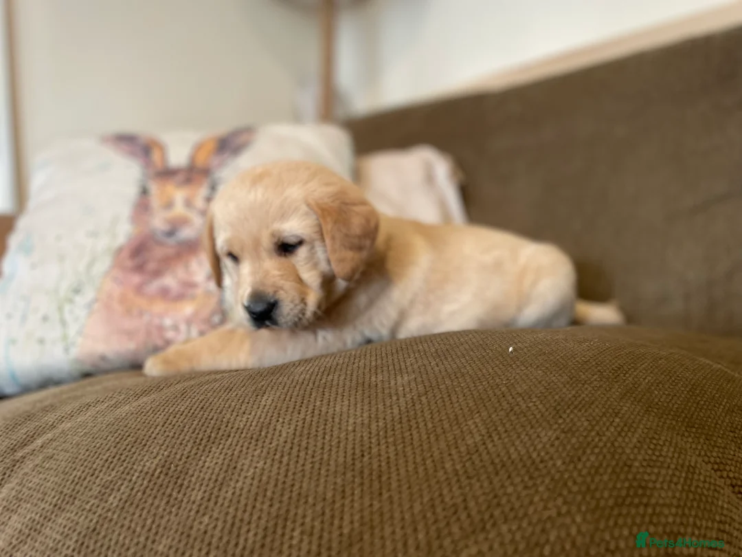 Labrador Retriever dogs for sale: Stunning chunky Labradors  in Boston - Advert 9