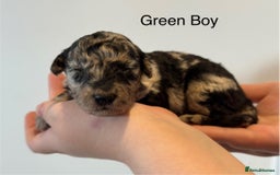 Mixed Breed dogs for sale: Stunning litter of 3/4 Toy Poodle X Welsh Collie - Image 1