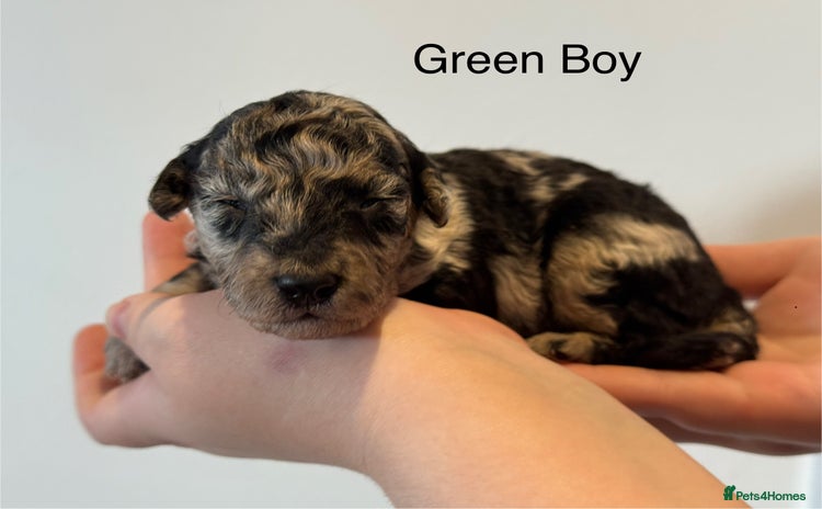 Mixed Breed dogs - Advert 5