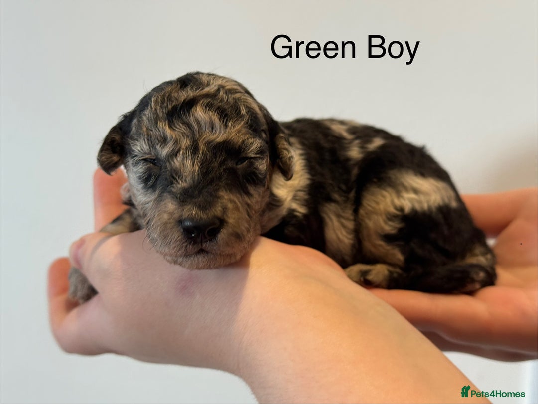 Mixed Breed dogs for sale: Stunning litter of 3/4 Toy Poodle X Welsh Collie - Image 1
