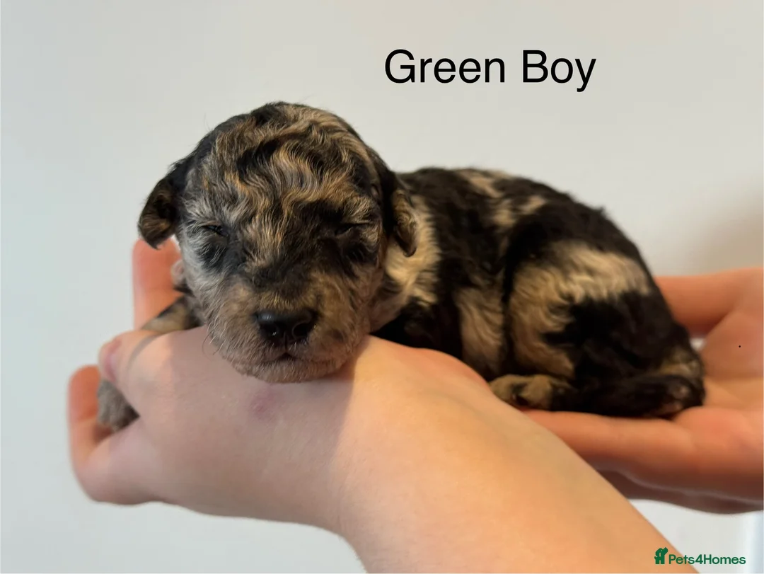 Mixed Breed dogs for sale: Stunning litter of 3/4 Toy Poodle X Welsh Collie - Advert 7