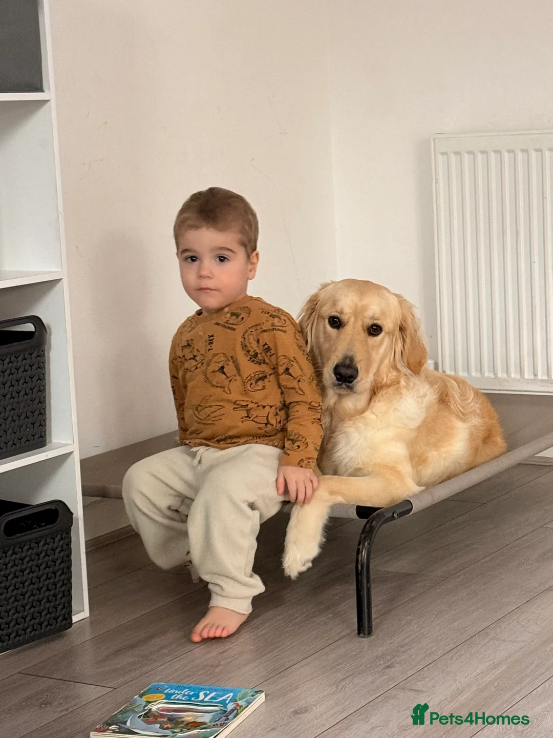 Golden Retriever dogs for sale: Stunning golden girl for sale.  - Advert 5