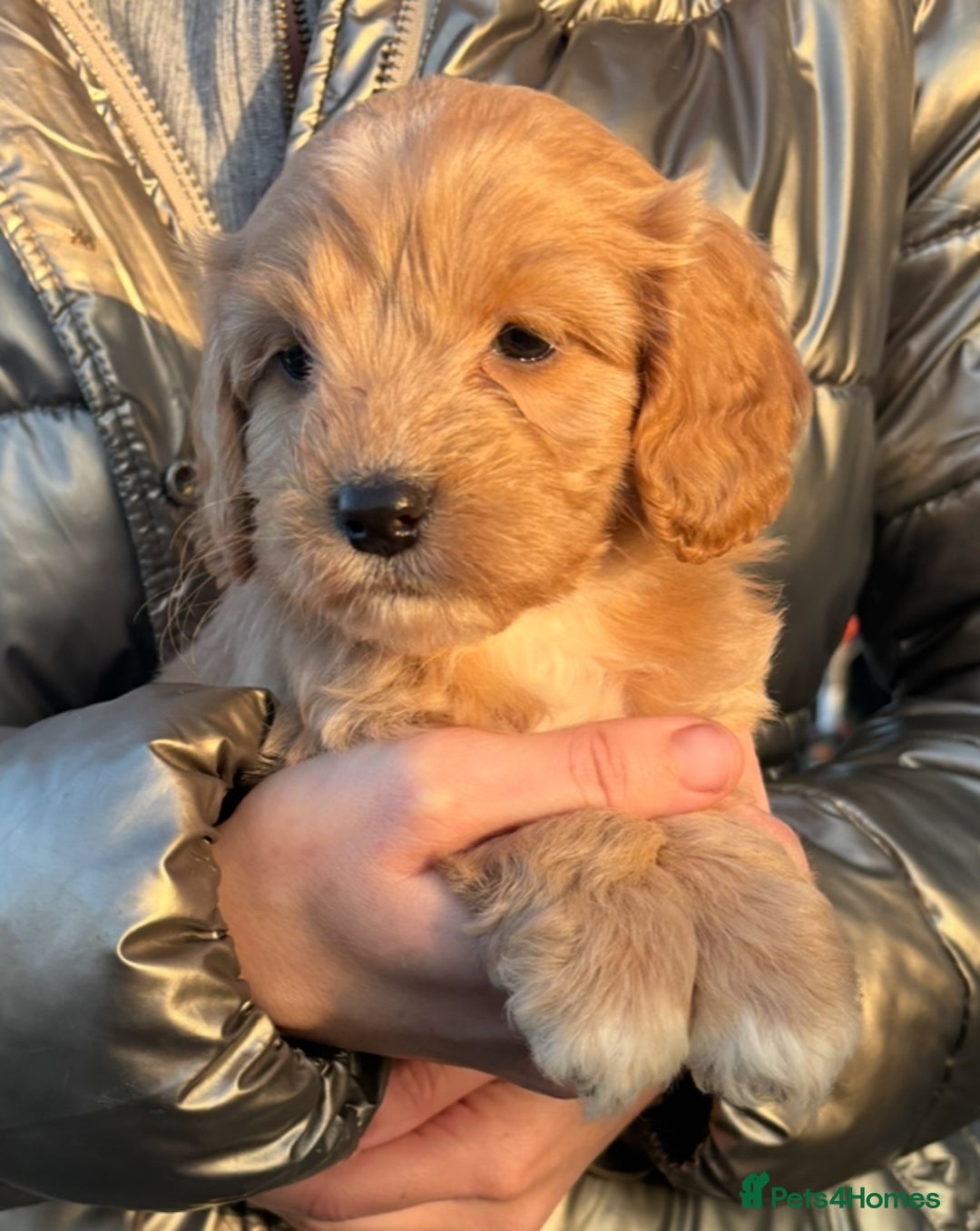 Cockapoo dogs for sale: Cockerpoo pup - Image 1