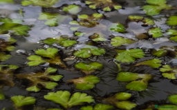 Live Bearers fish for sale: Floating cover plants for fry in Banbury - Image 4