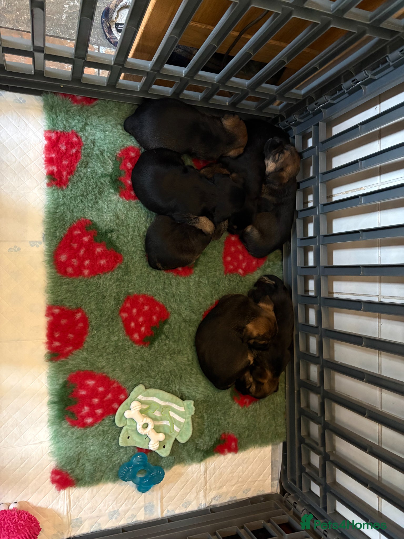 Border Terrier dogs BORDER TERRIER PUPPIES FOR SALE - Advert 2