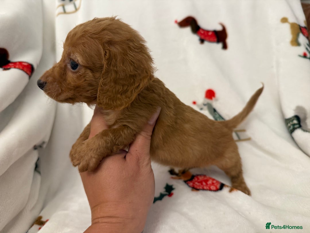 Miniature Dachshund dogs for sale: Beautiful Cream Longcoats Miniature Dachshund  - Advert 29