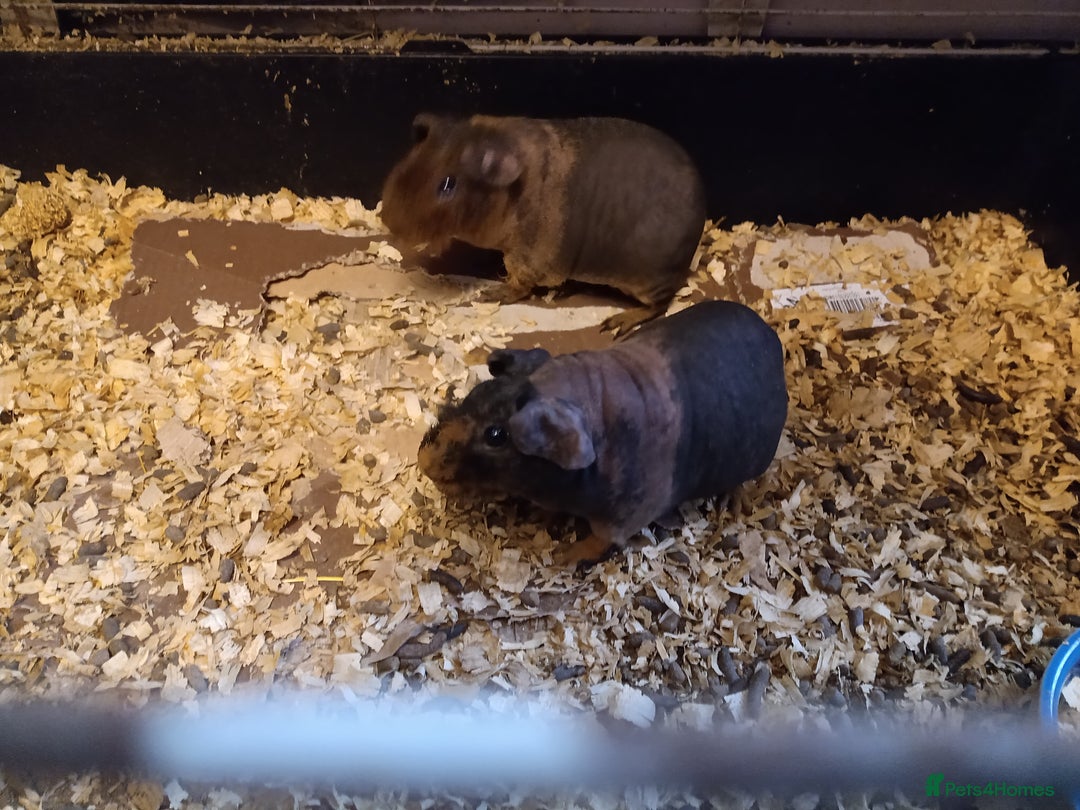 Guinea Pig rodents for sale: Skinny pigs  - Advert 2