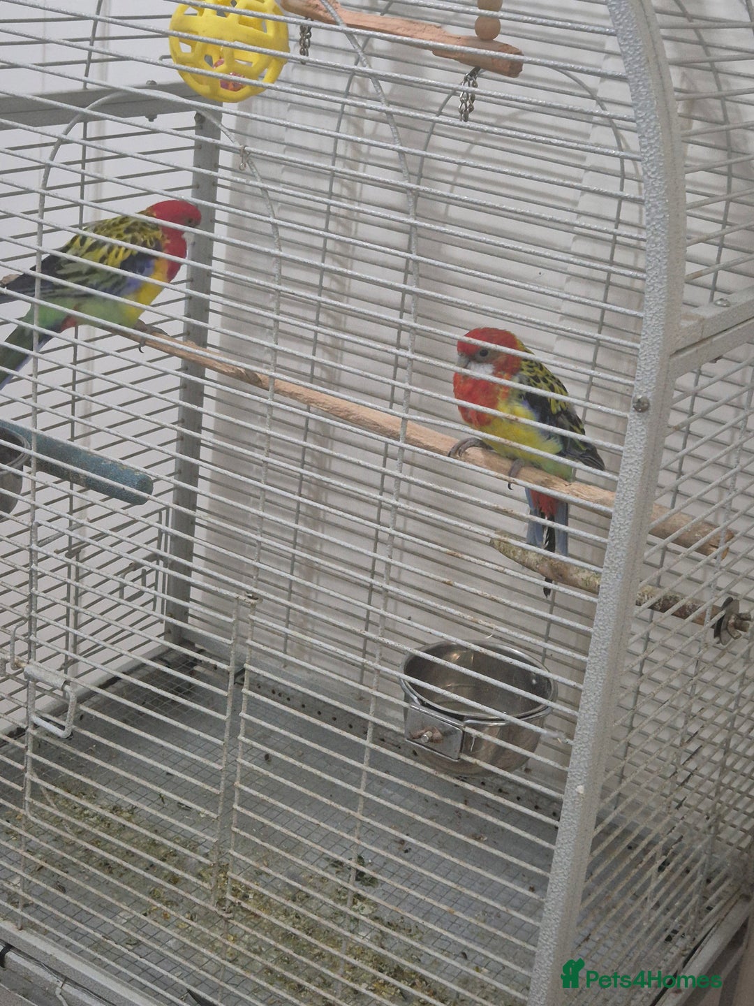 Parrots birds for sale: Rosella Pair for sale - Image 2