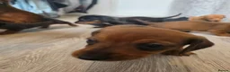 Miniature Dachshund dogs for sale: Miniature daschound REDUCED ££650££ - Advert 11