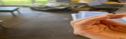 Stick Insects invertebrates for sale: Vietnamese Stick Insect  - Advert 3