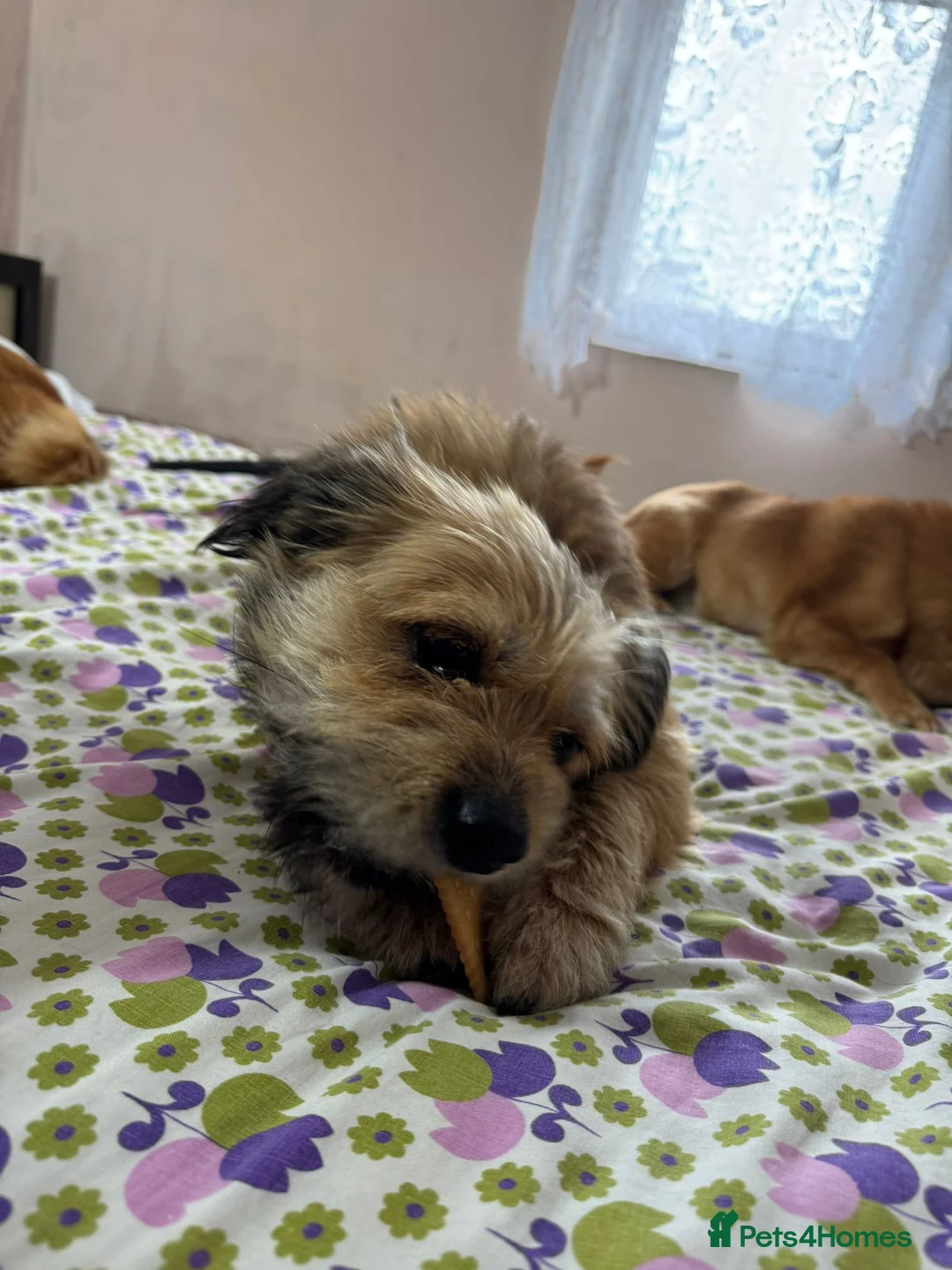 Mixed Breed dogs for adoption: 🐾 Meet COOKIE -  Your Little Ray of Sunshine ☀️💛 - Advert 7