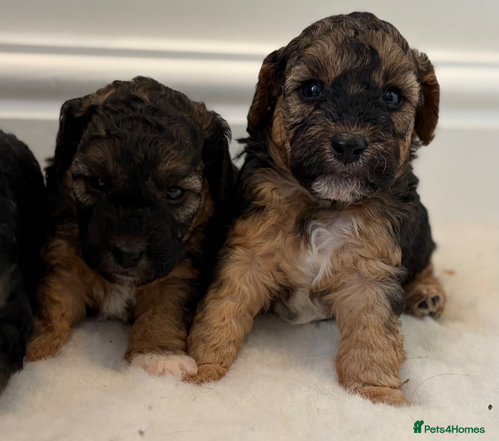 Mixed Breed dogs for sale: Terrier x poodle puppies  - Advert 12