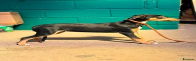 Lurcher 3
