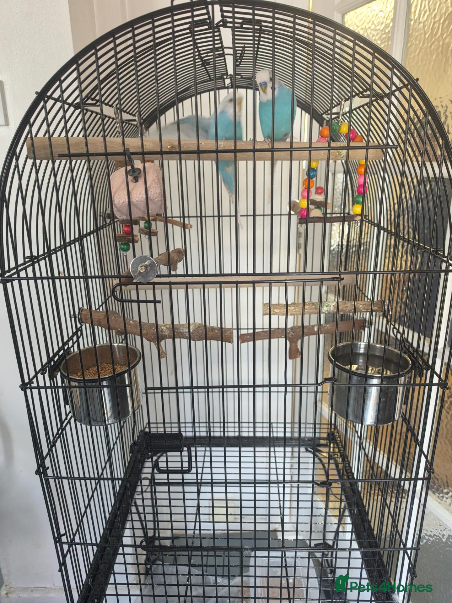 Parrots birds Pair of Blue Budgies for £150 - Advert 1