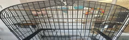 Parrots birds for sale: Pair of Blue Budgies for £150 in Birmingham - Advert 1