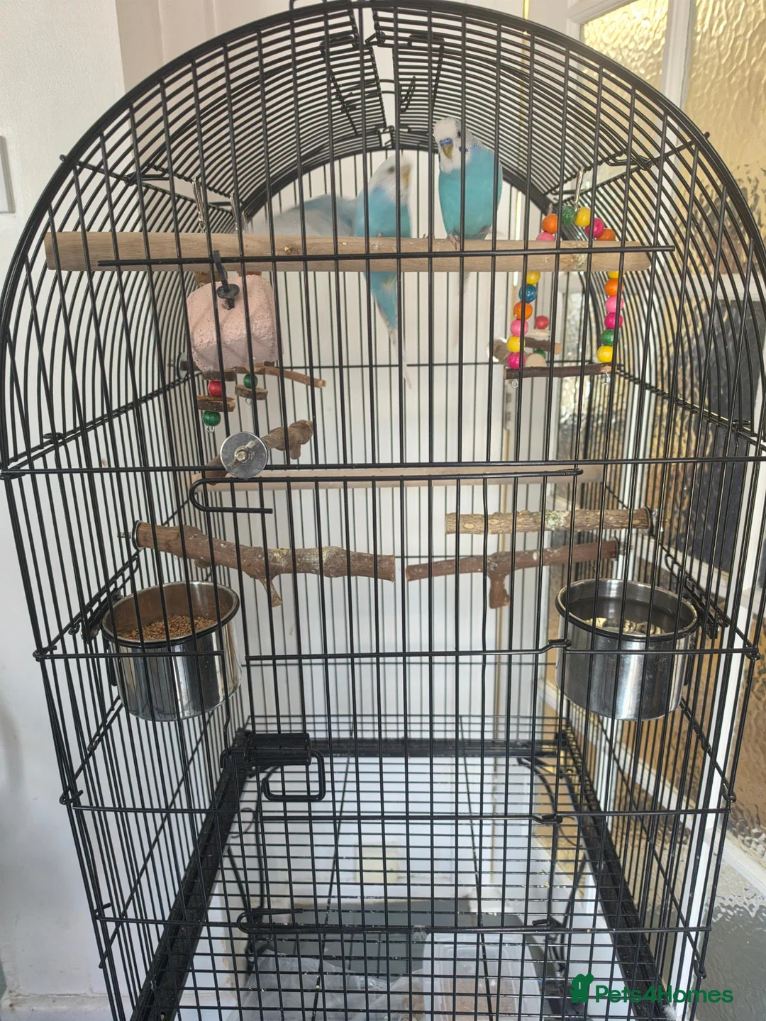 Parrots birds for sale: Pair of Blue Budgies for £150 in Birmingham - Advert 1