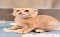 Scottish Fold cats for sale: Adorable Kittens Ready For New Home - Image 5