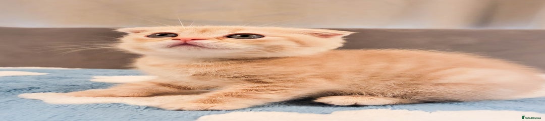 Scottish Fold Kitten - Cream