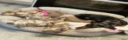 Miniature Dachshund dogs for sale: Stunning Miniature Dachshund Puppies in Kilmarnock - Advert 2