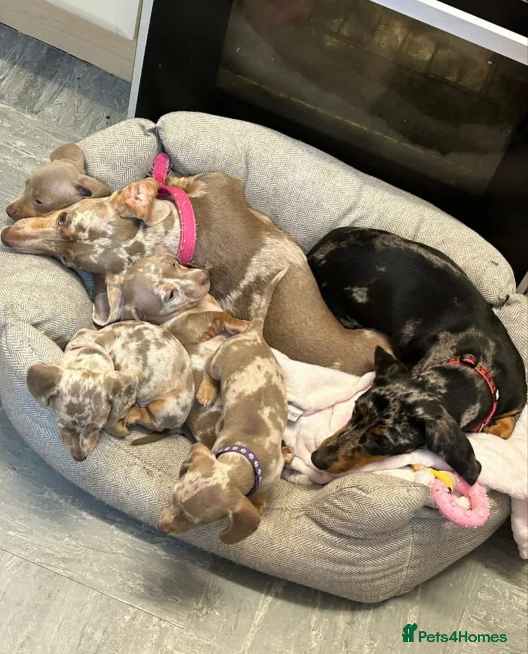 Miniature Dachshund dogs for sale: Stunning Miniature Dachshund Puppies in Kilmarnock - Advert 2