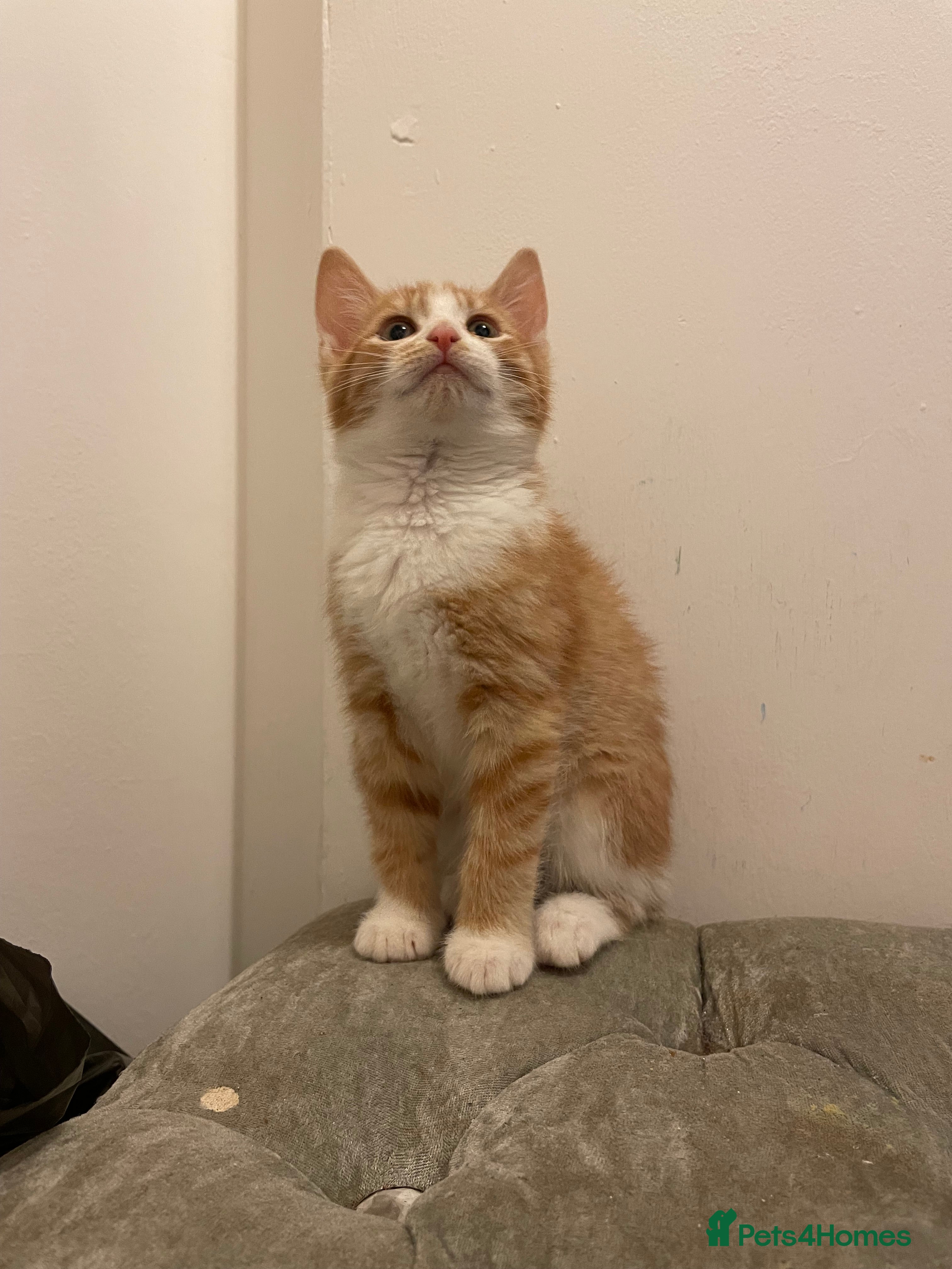 Mixed Breed cats kittens for sale ready now  - Advert 1