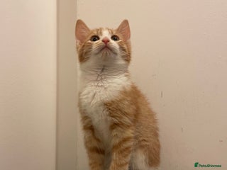 Mixed Breed cats kittens for sale ready now - Advert 1