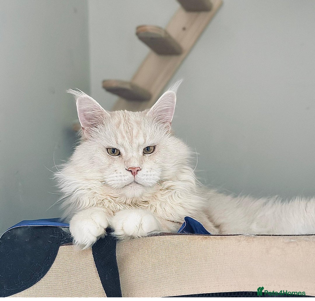 Maine Coon cats for sale: Maine coon kitten ❤️‍🔥 boys and girls available  - Image 5