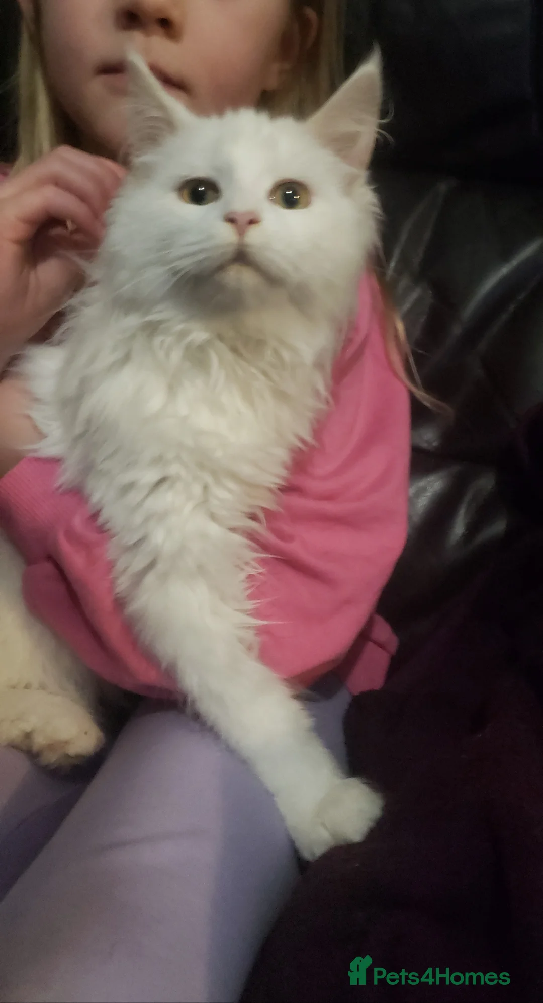 Maine Coon cats for sale: TICA Registration Pending Maine Coons - Advert 5