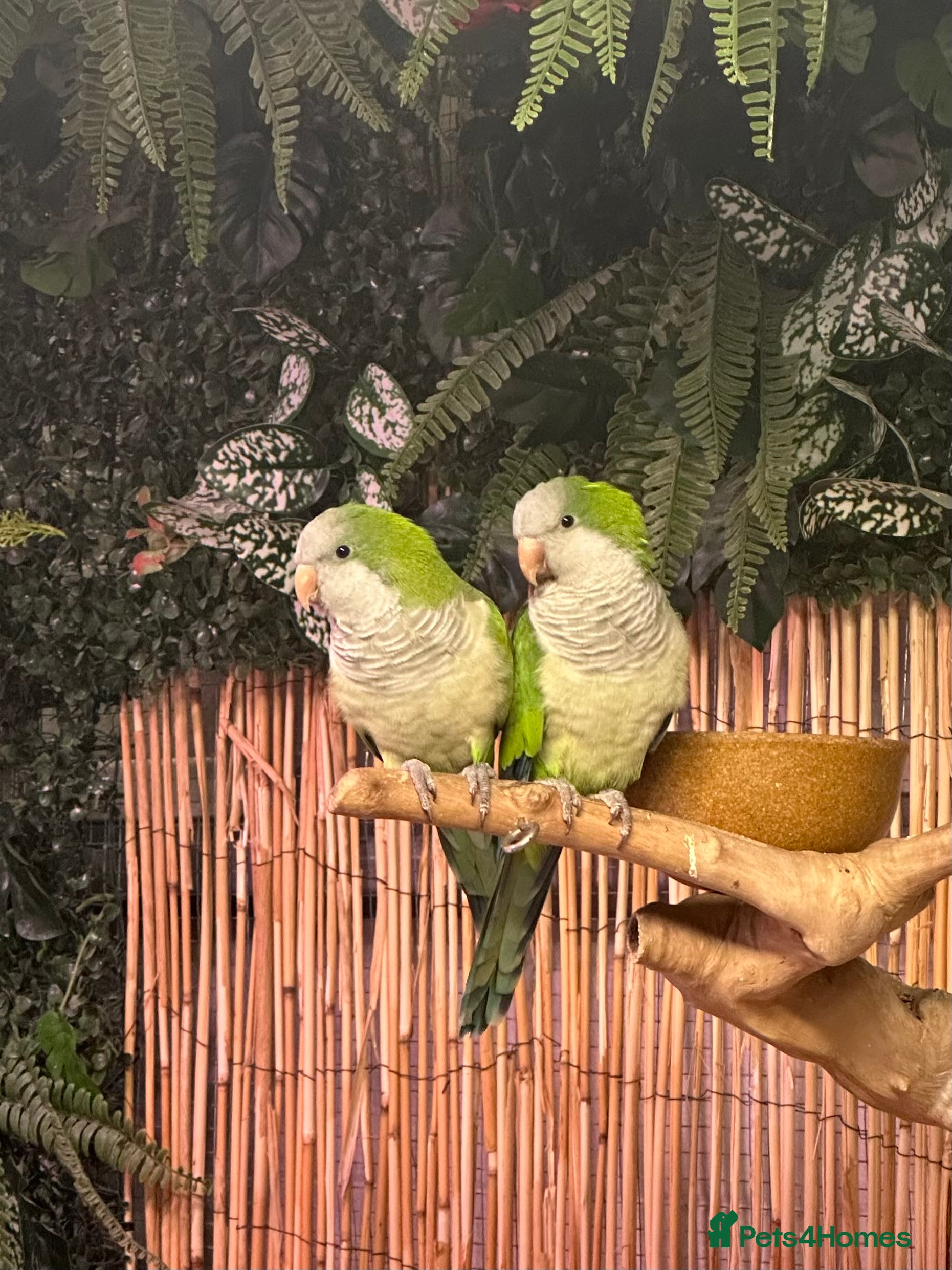 Parakeets birds Female green Quaker  - Advert 1