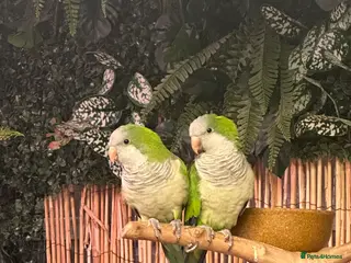 Parakeets birds Female green Quaker - Advert 1