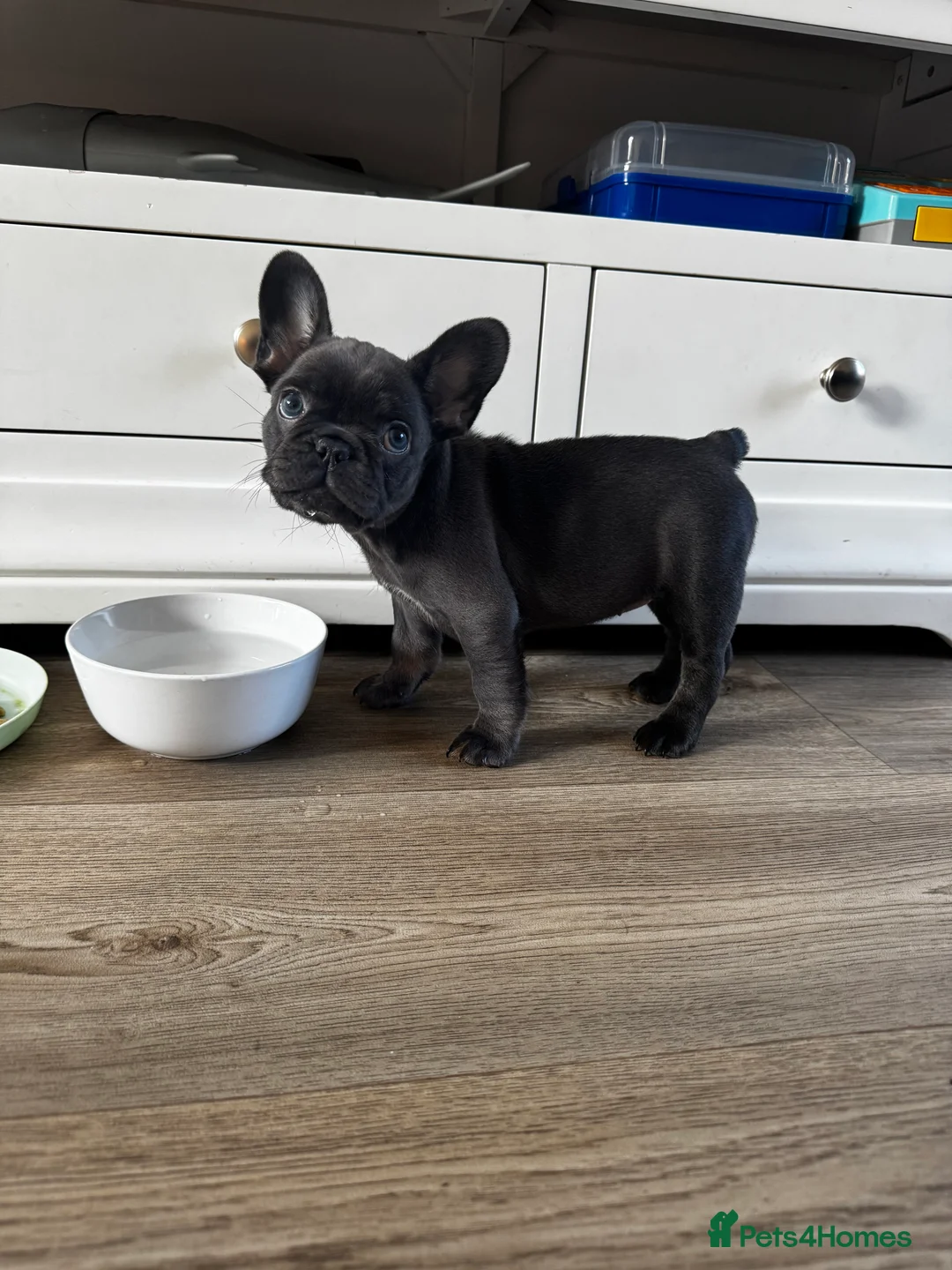 French Bulldog dogs for sale: French Bulldog Bitch - Advert 8