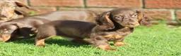Dachshund dogs for sale: MINIATURE DACHSHUND PUPPIES FOR SALE - Advert 32