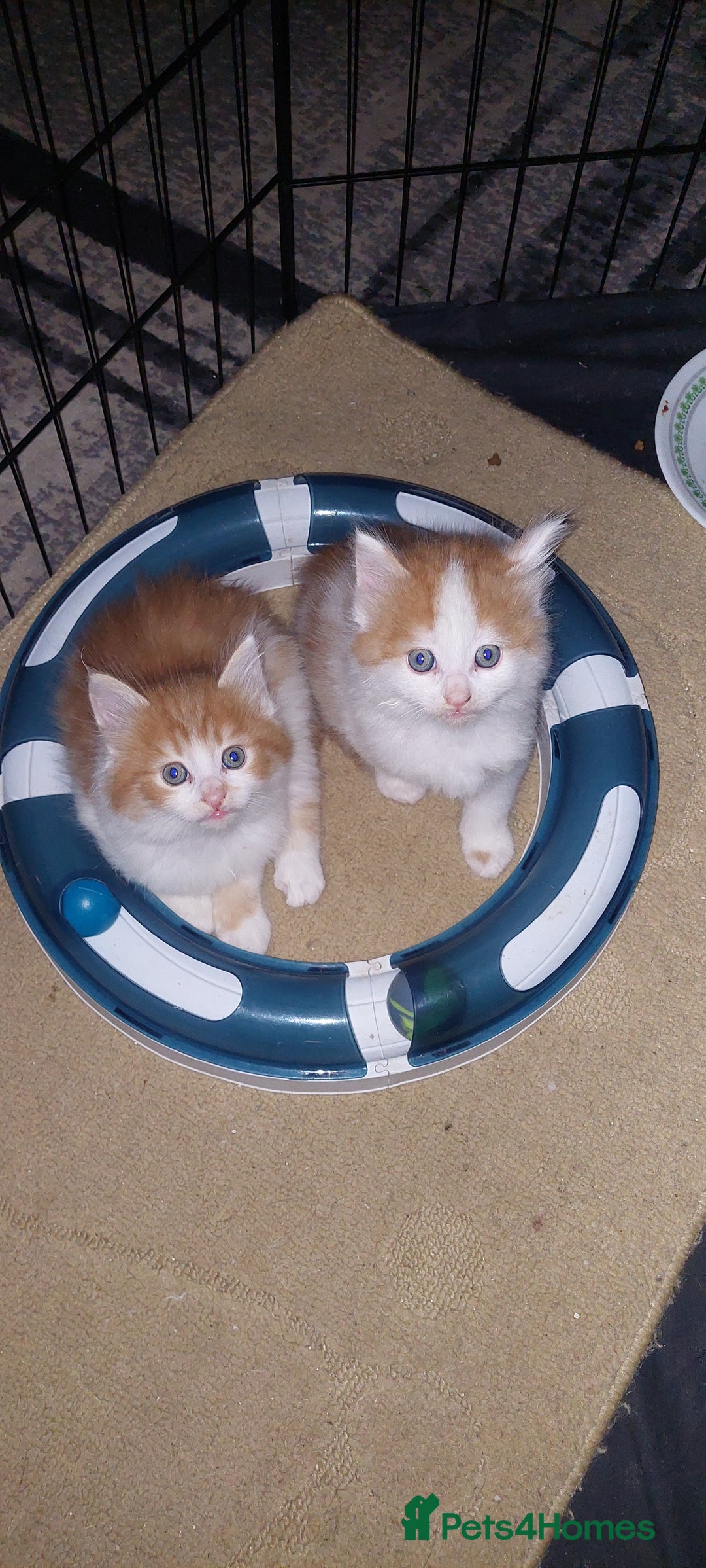 Mixed Breed cats for sale: 3 fluffy kittens - Advert 20